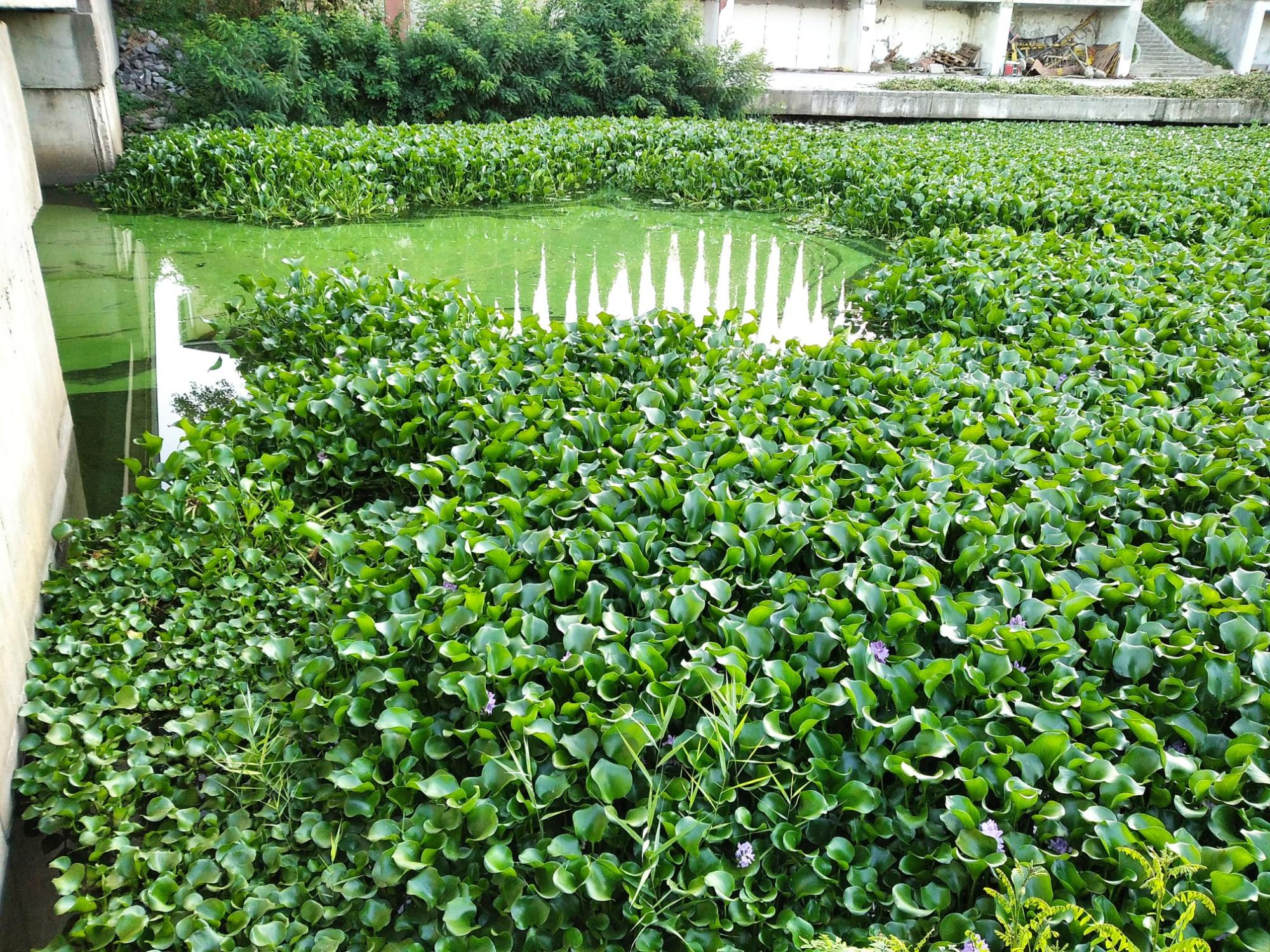 Зеленая чума и корм для гиппопотамов: под Киевом в водоеме обнаружили тропическое растение (фото)