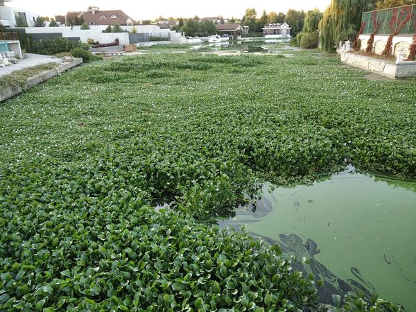 Зеленая чума и корм для гиппопотамов: под Киевом в водоеме обнаружили тропическое растение (фото)