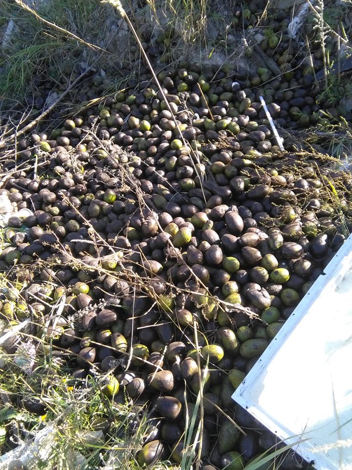 В Киеве обнаружили гору выброшенного авокадо: "плачем, что нет денег"