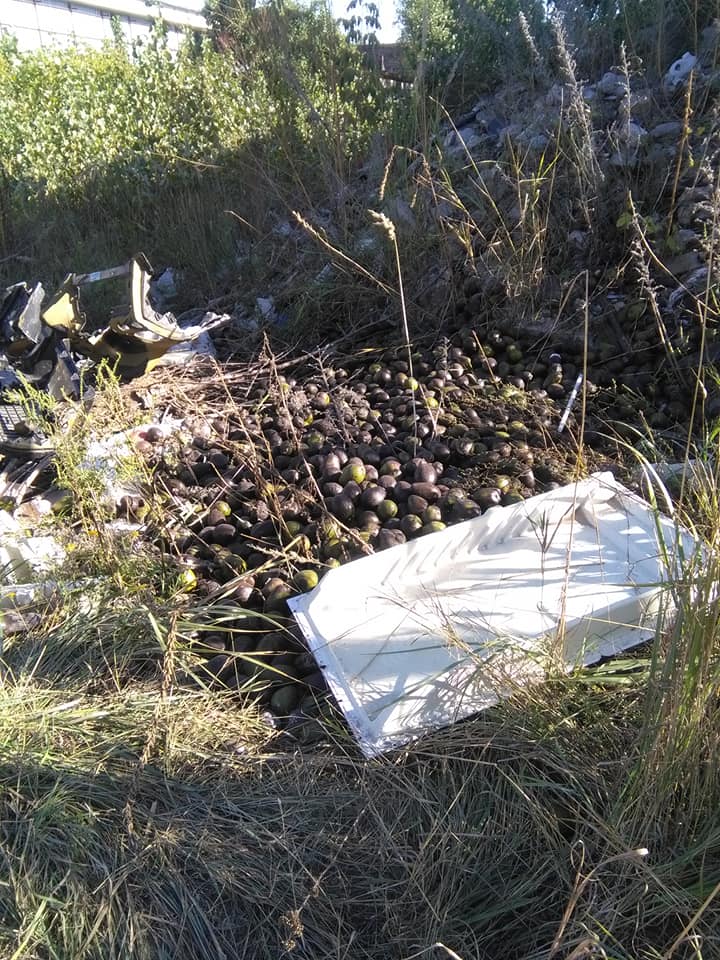 В Киеве обнаружили гору выброшенного авокадо: "плачем, что нет денег"