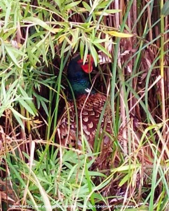 У Чорнобилі показали дуже обережного і боязкого птаха: постійно тікає (фото)