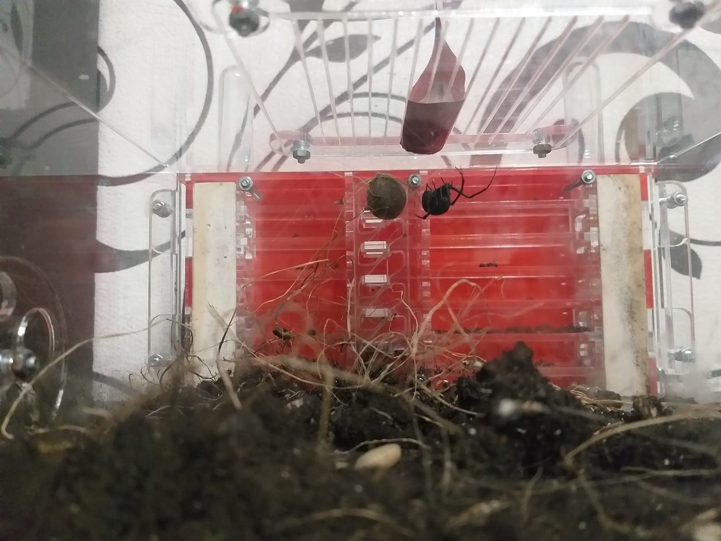 Под Одессой мужчина обнаружил возле дома супер-опасное насекомое (фото)