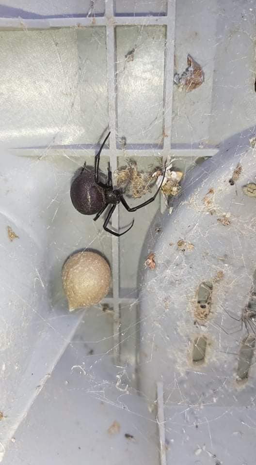 Под Одессой мужчина обнаружил возле дома супер-опасное насекомое (фото)