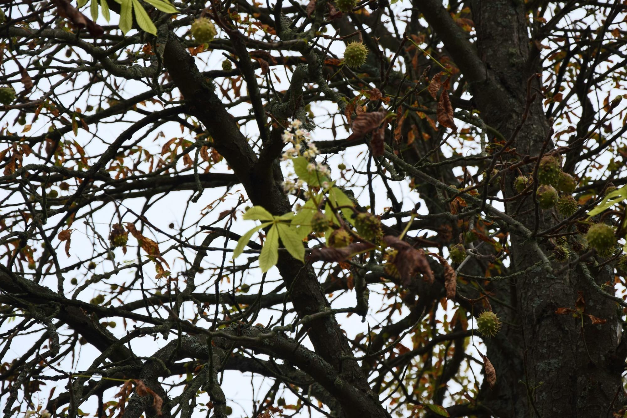 В Чернобыле зафиксировали странную природную аномалию: фото необычного сюрприза