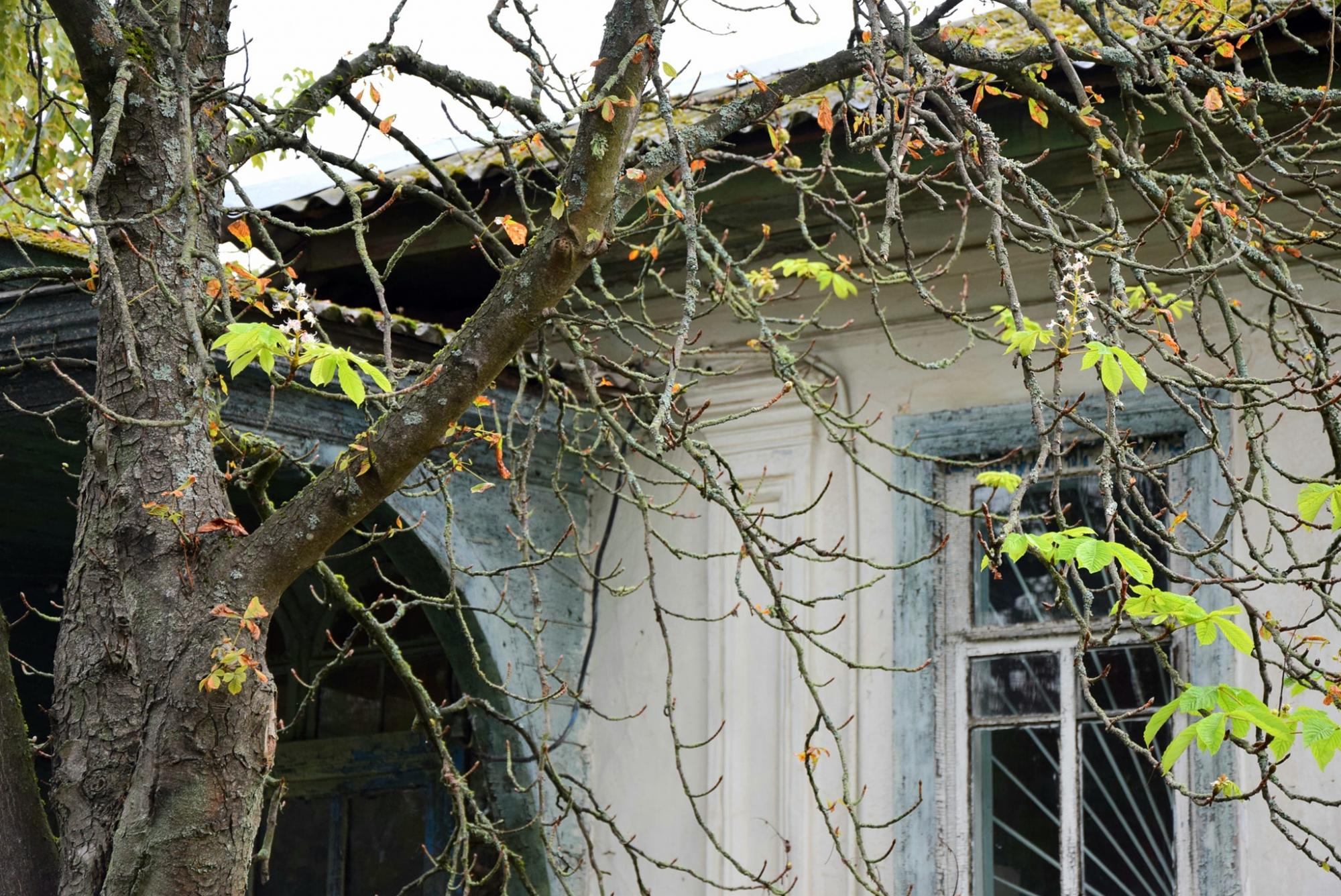 В Чернобыле зафиксировали странную природную аномалию: фото необычного сюрприза