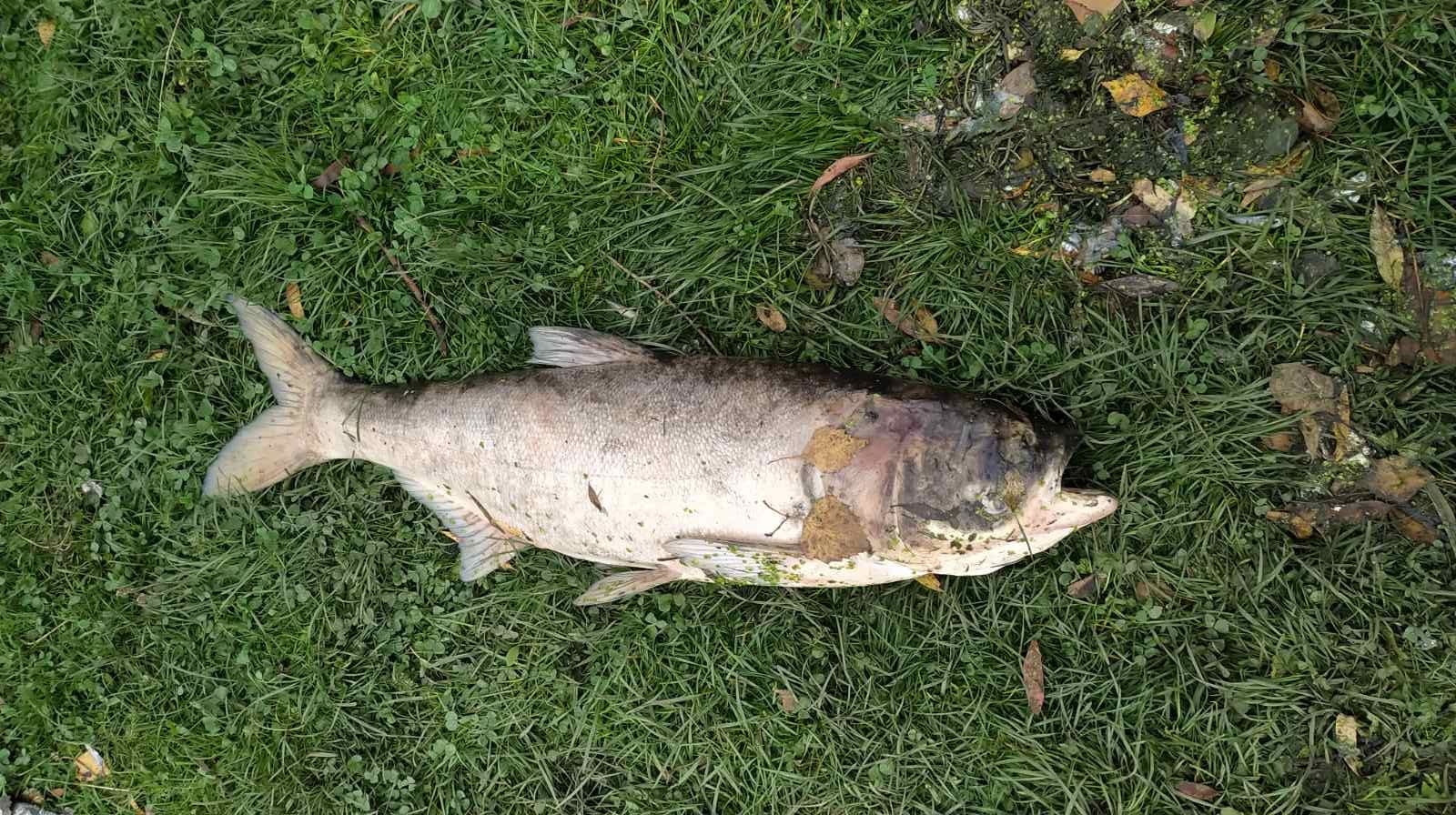 В Хмельницкой области в реке массово гибнет рыба: масляные пятна и запах аммиака (фото)