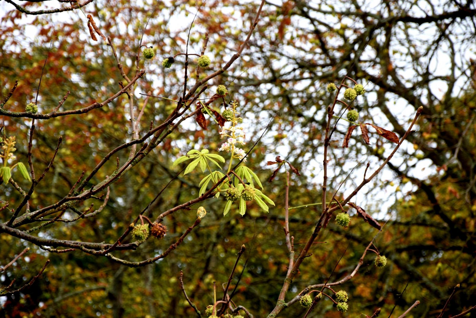 В Чернобыле зафиксировали странную природную аномалию: фото необычного сюрприза