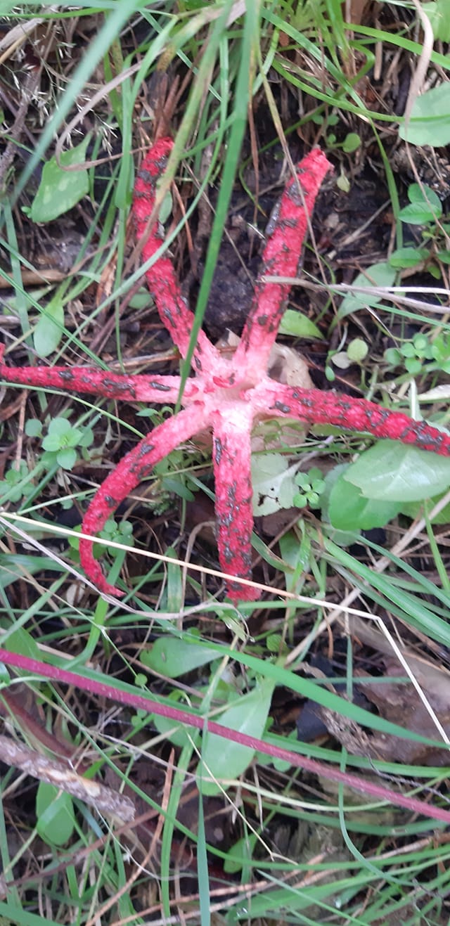 Внешне напоминает осьминога: во Львовской области заметили редкий гриб, который занесен в Красную книгу