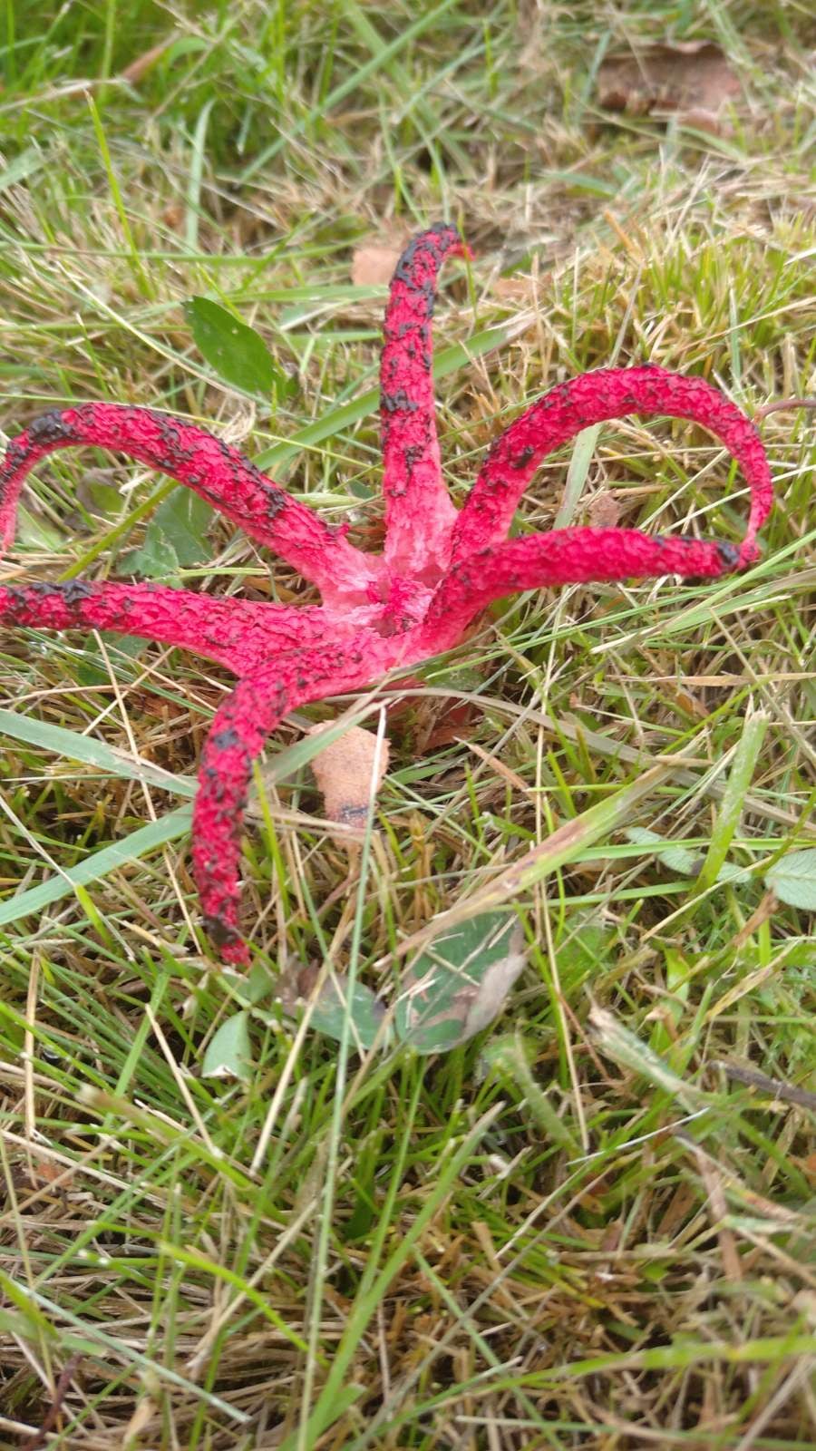 Внешне напоминает осьминога: во Львовской области заметили редкий гриб, который занесен в Красную книгу