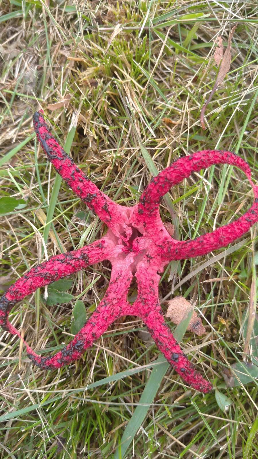 Внешне напоминает осьминога: во Львовской области заметили редкий гриб, который занесен в Красную книгу