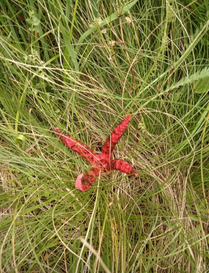 Внешне напоминает осьминога: во Львовской области заметили редкий гриб, который занесен в Красную книгу