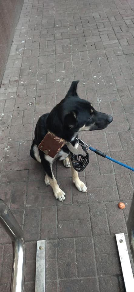 В Запорожье перед входом в торговый центр нашли собаку с запиской: что там написано