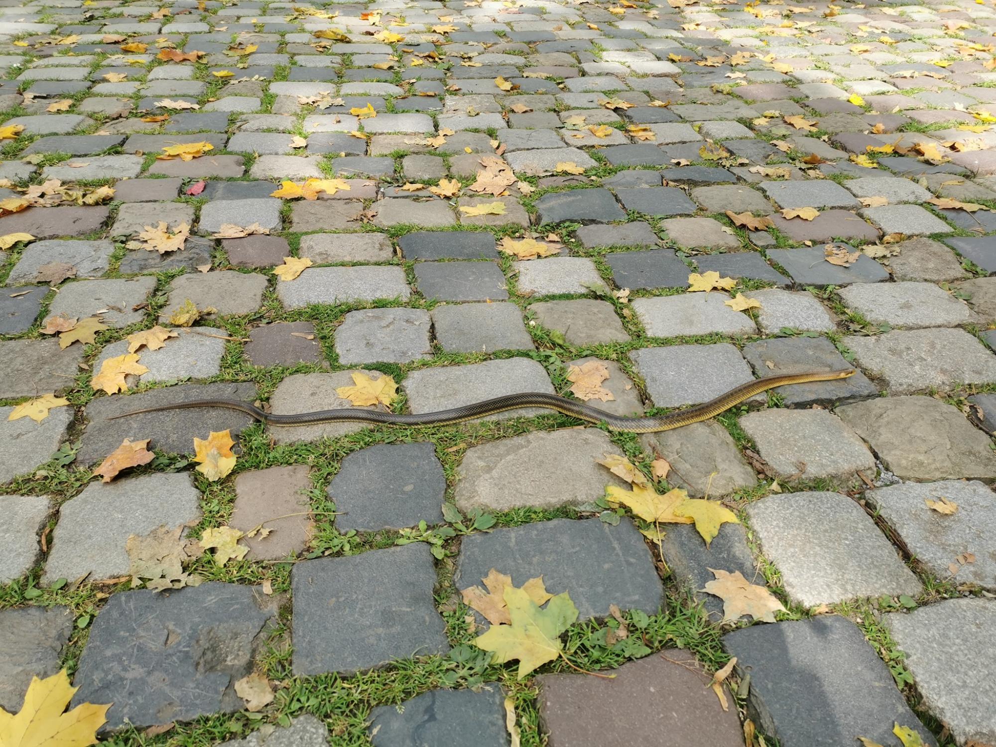 Во Львове в парке заметили редкую краснокнижную змею: попала в город из Карпат (фото)