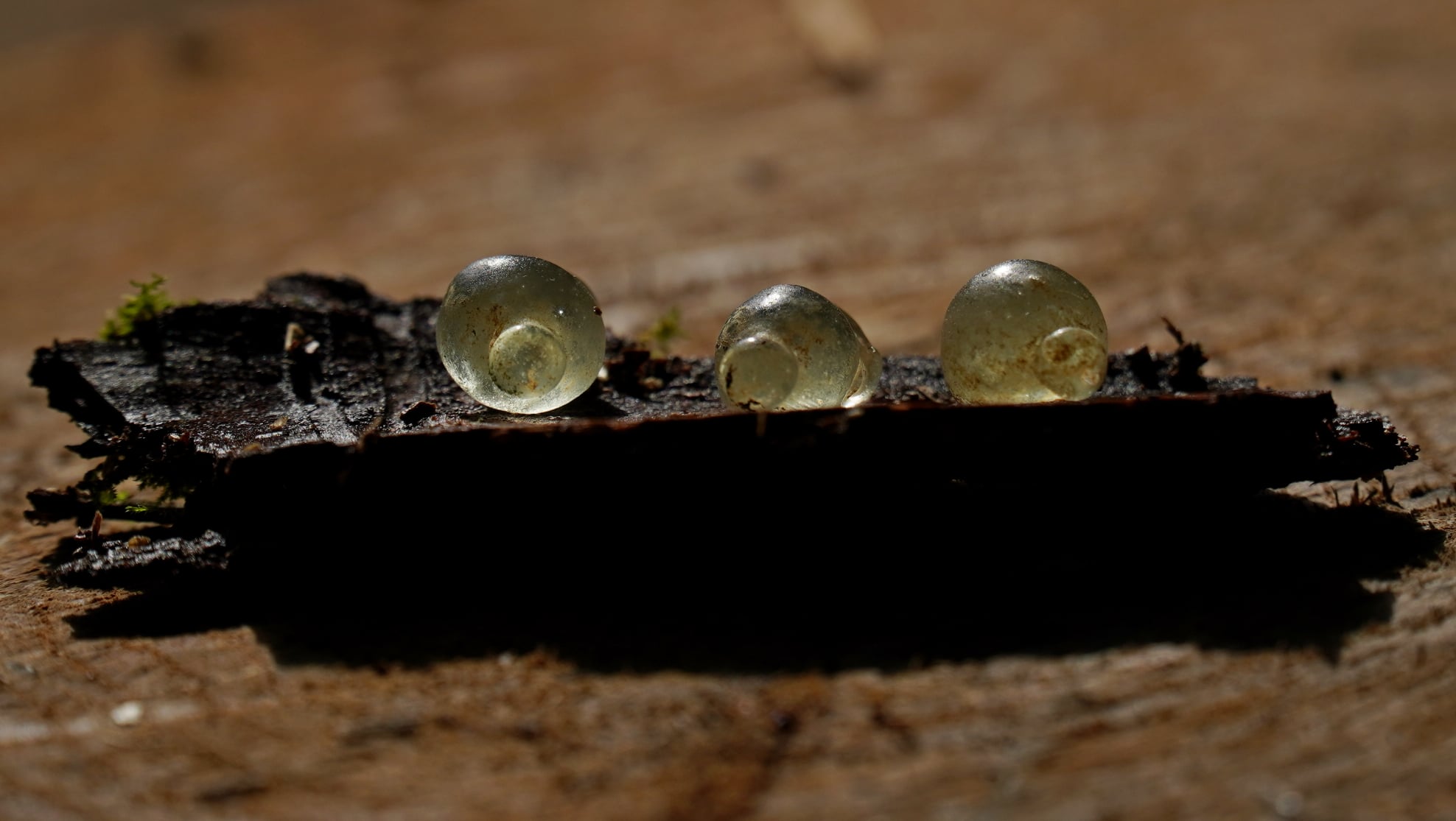 Под Полтавой нашли уникальные украшения времен скифов: как они выглядят