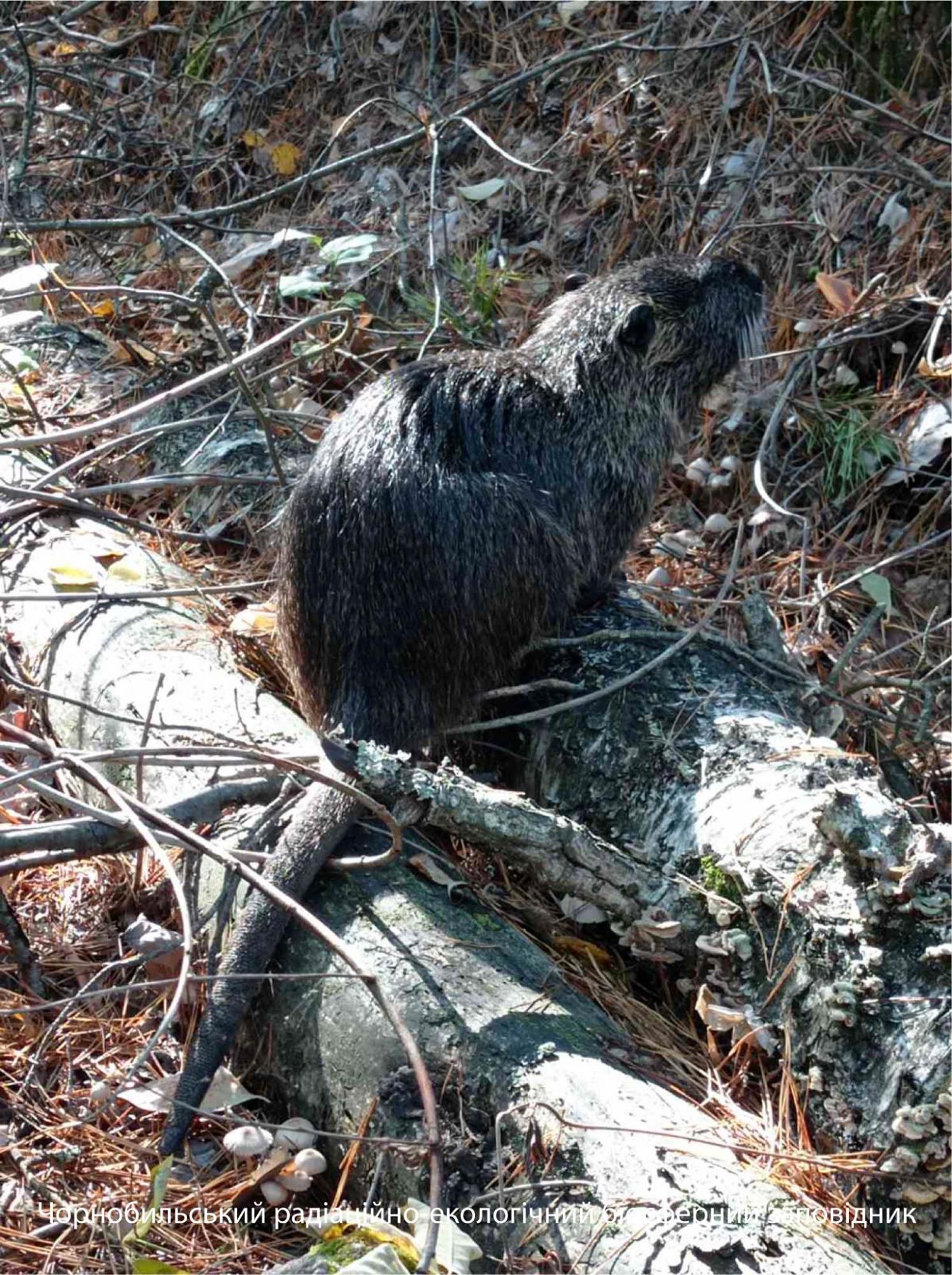 В Чернобыльском заповеднике показали грызуна из Южной Америки: яркие фото