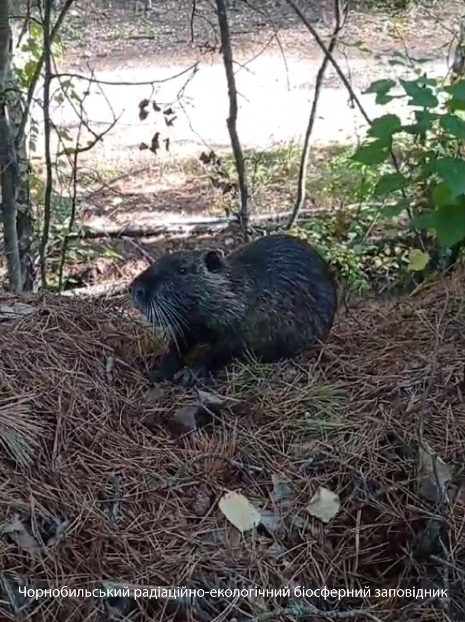 В Чернобыльском заповеднике показали грызуна из Южной Америки: яркие фото