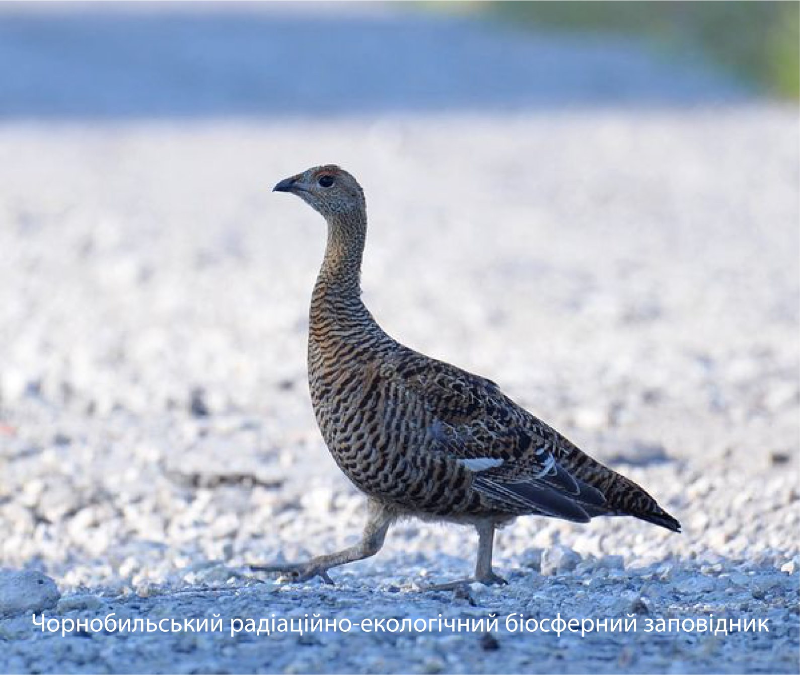В Чернобыле показали редкую птицу: зря ее называют глухой (фото)