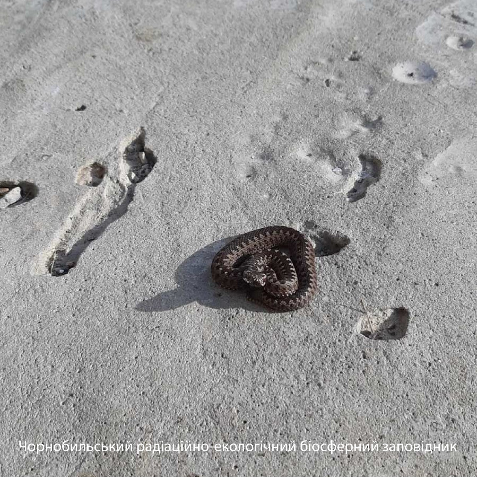 В Чернобыле "засветилось" опасное пресмыкающееся: вылезло погреться на солнце