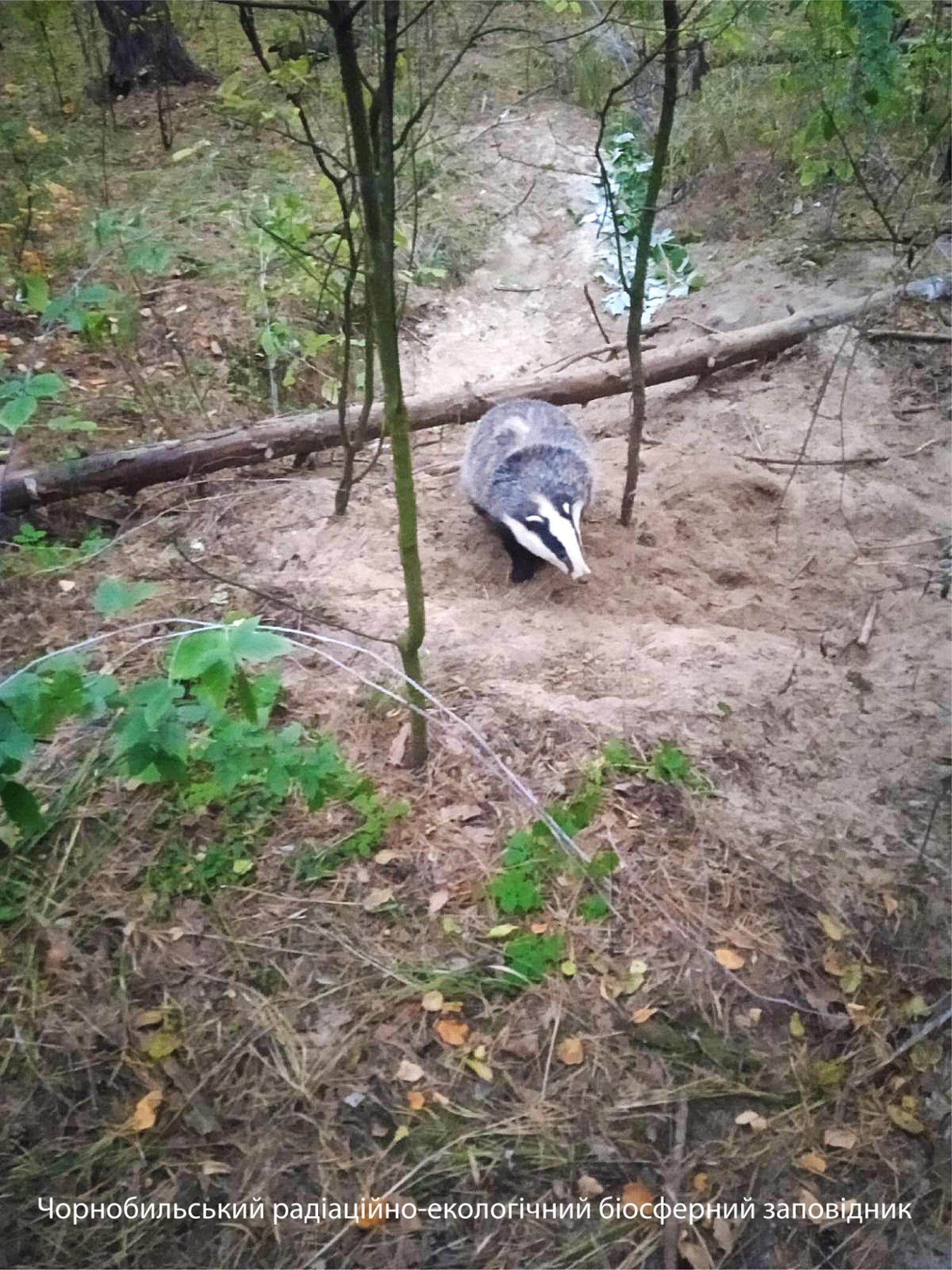 У Чорнобилі показали хижака-любителя "нічного життя": зустріли на дорозі