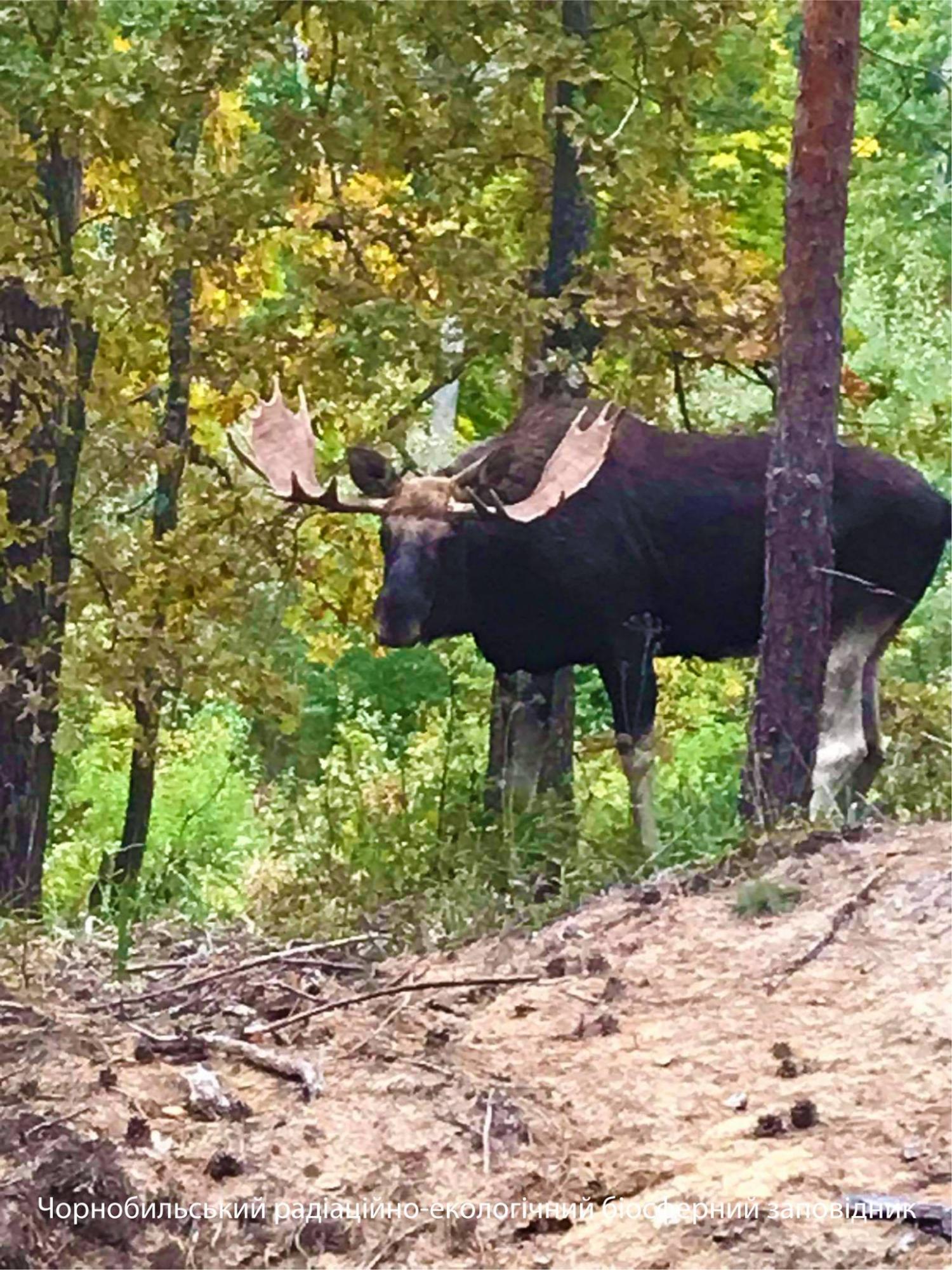 У Чорнобилі показали величну тварину: справжній красень