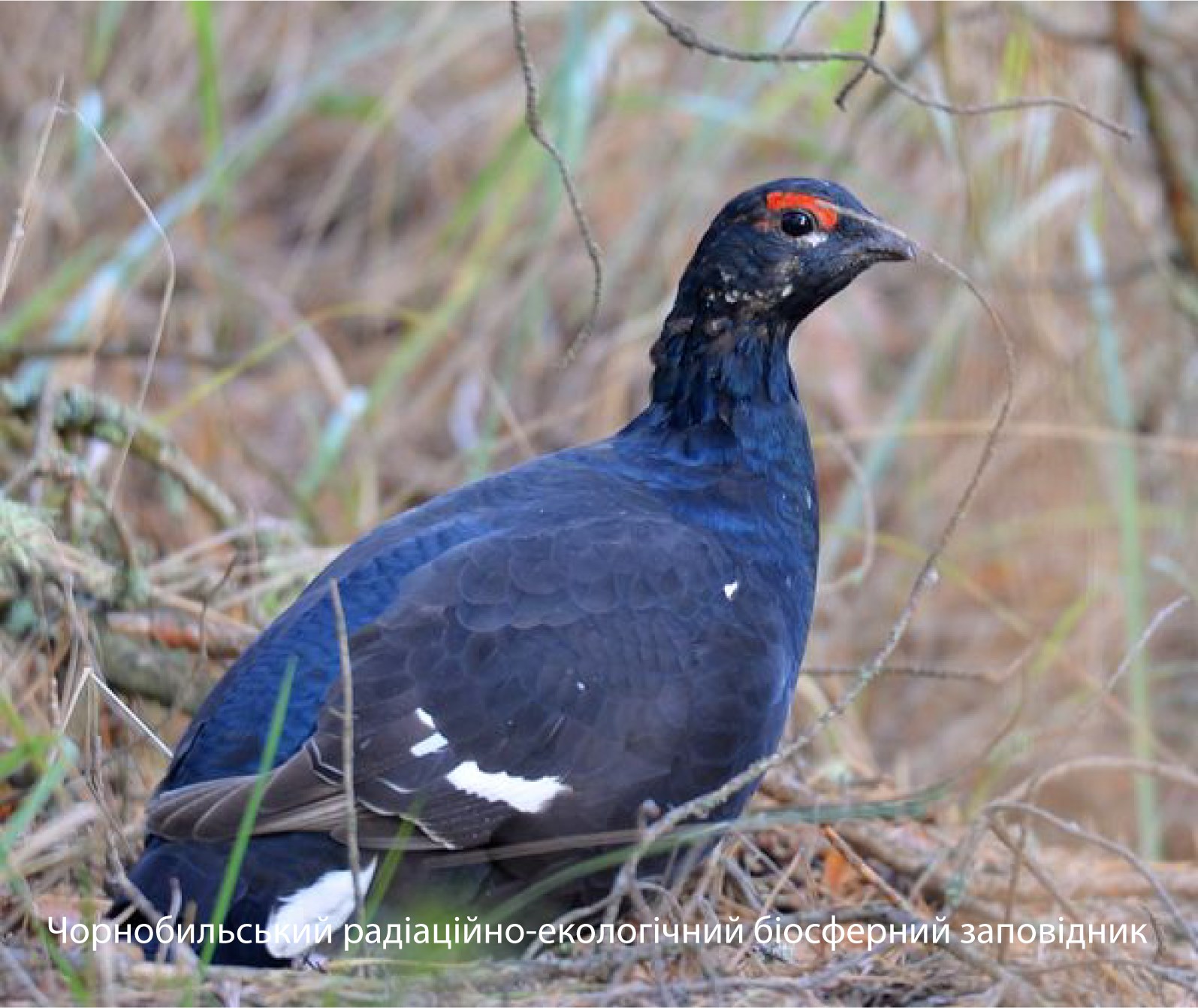 В Чернобыле показали редкую птицу: зря ее называют глухой  (фото)