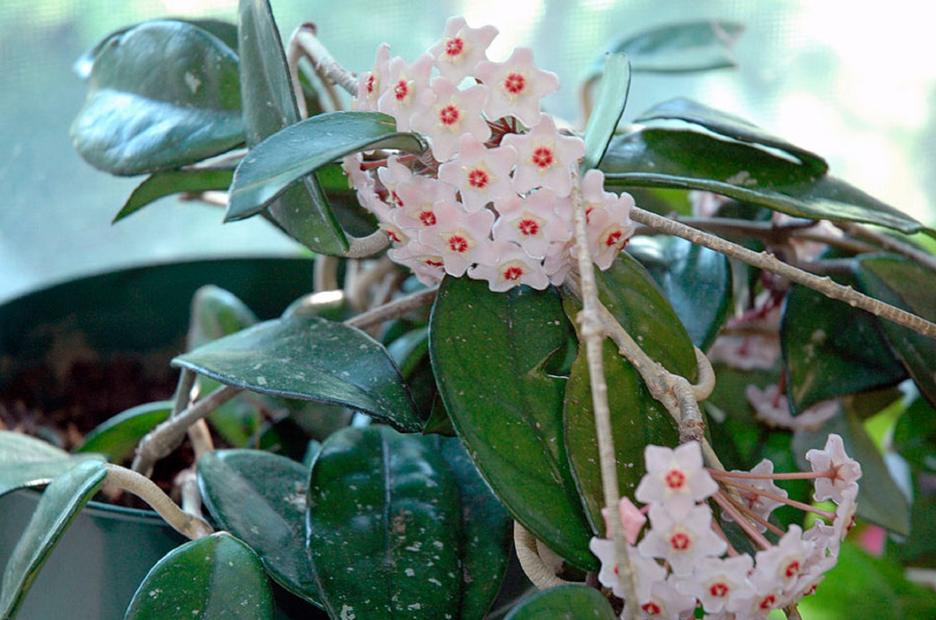 Эти комнатные цветы принесут любовь и семейное счастье в ваш дом