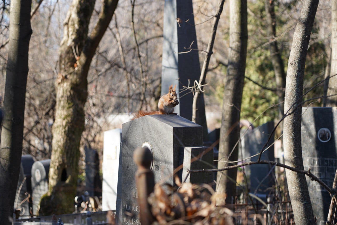 На Байковом кладбище орудуют вандалы и порочат память знаменитых украинцев (фото)