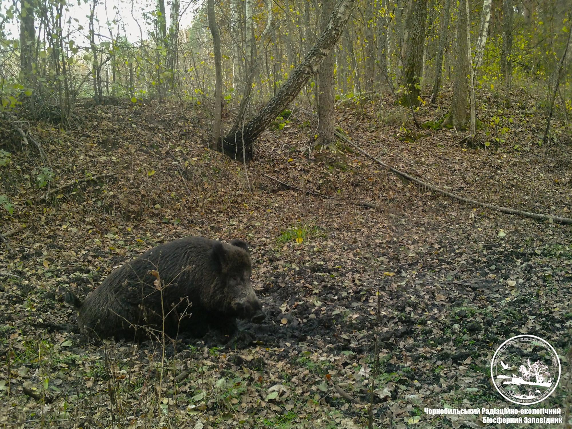 В Чернобыле показали забавное животное: принимает грязевые ванны (фото)