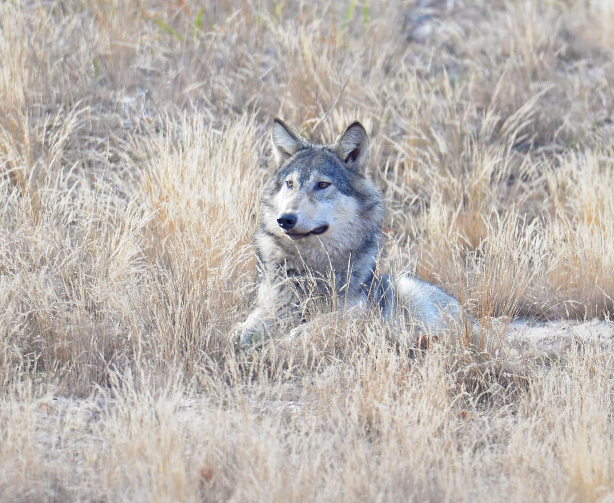 В Чернобыле устроили фотосессию величественному животному: прекрасный зверь попал в объектив