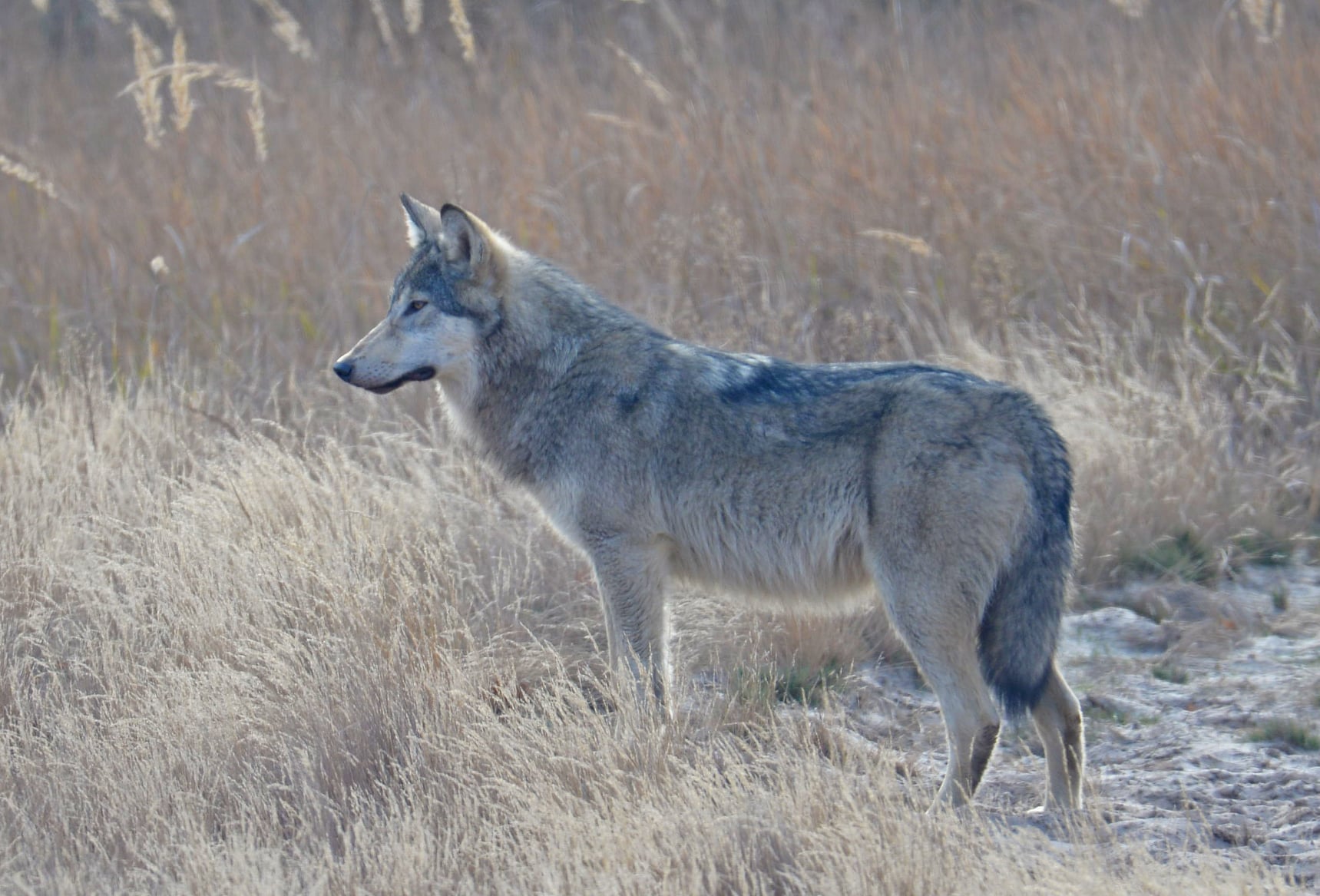 В Чернобыле устроили фотосессию величественному животному: прекрасный зверь попал в объектив