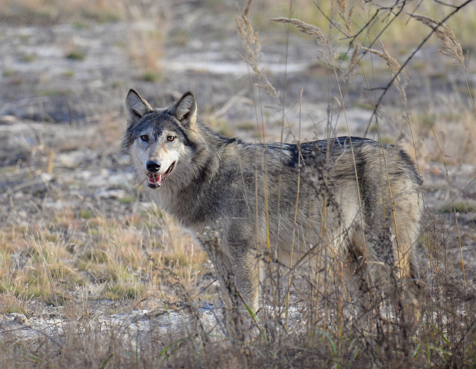 В Чернобыле устроили фотосессию величественному животному: прекрасный зверь попал в объектив
