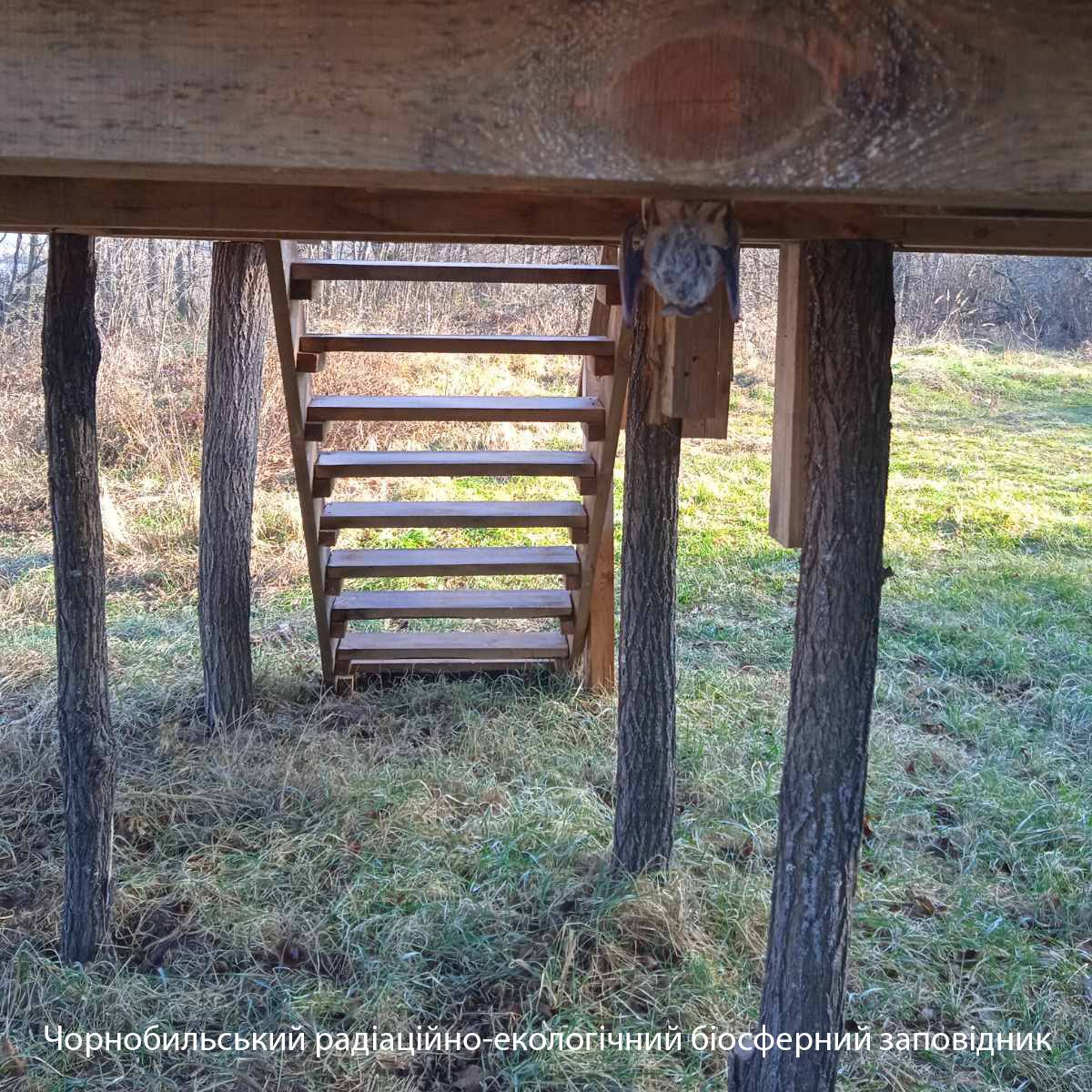 В Чернобыле показали животное, которого не было тут десятки лет: собрался зимовать