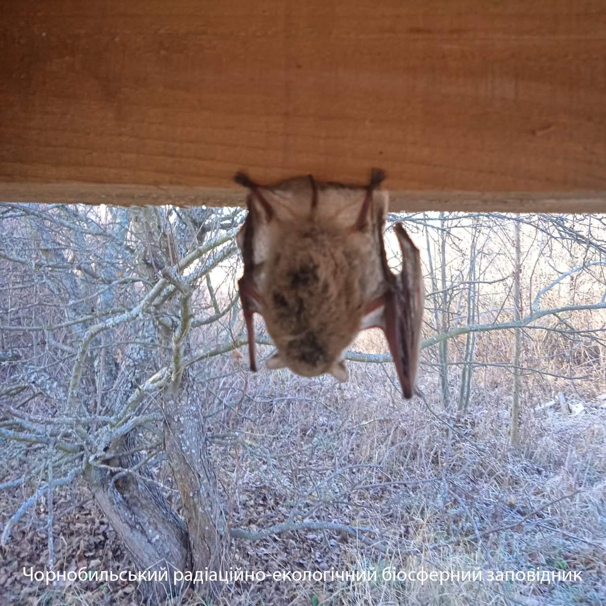 В Чернобыле показали животное, которого не было тут десятки лет: собрался зимовать