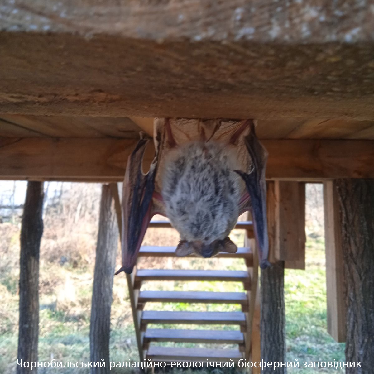 В Чернобыле показали животное, которого не было тут десятки лет: собрался зимовать