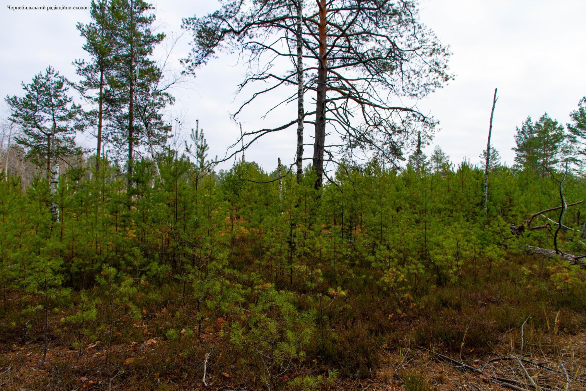 У Чорнобилі почали з'являтися гнізда давно зниклих птахів: природа бере своє (фото)