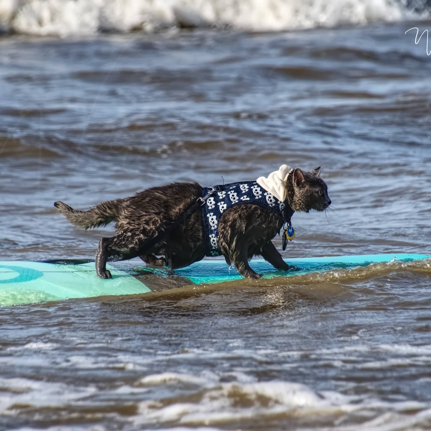 Этот кот из приюта удивил весь мир: он стал сенсацией, потому что сделал действительно невозможное