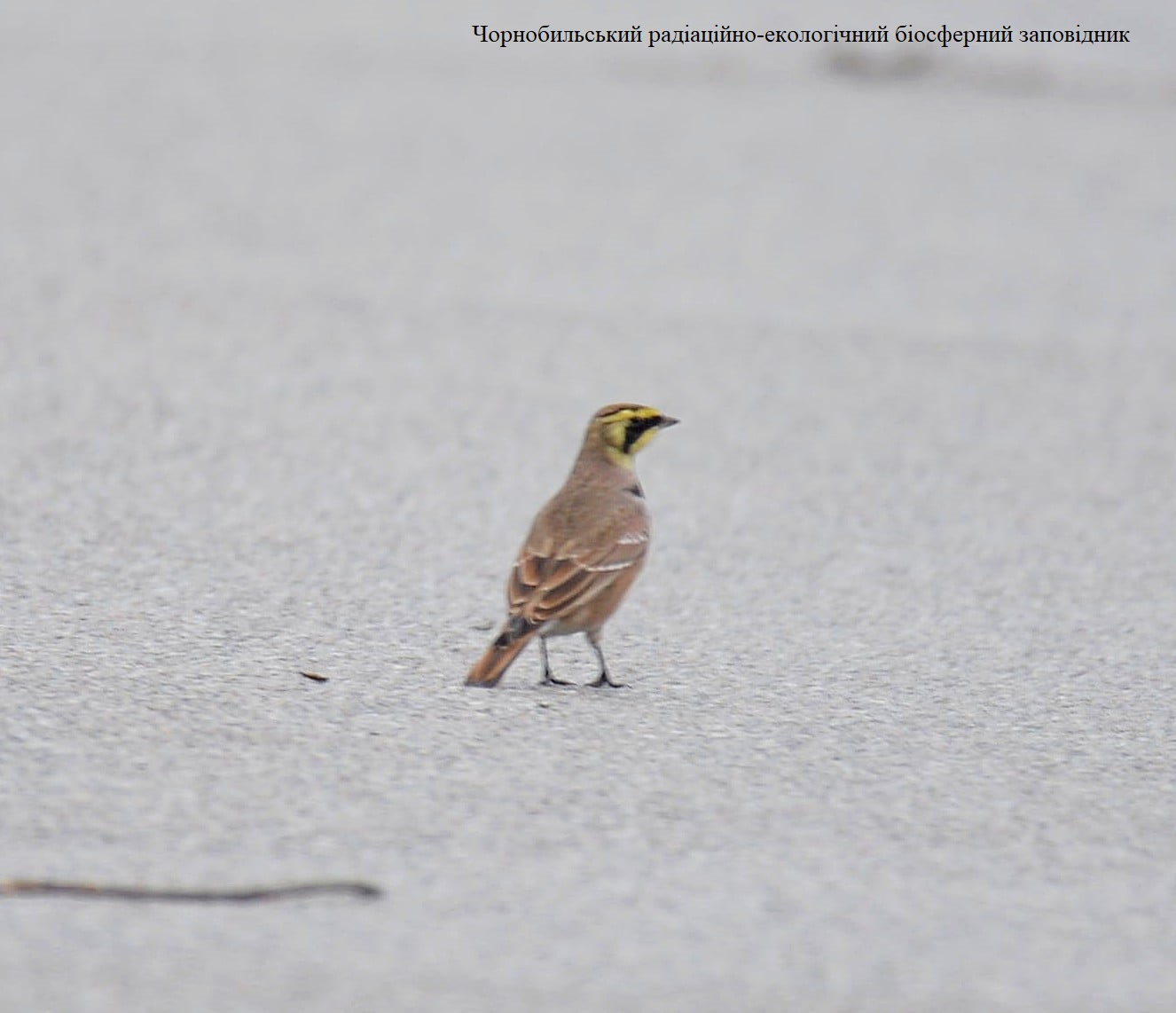 У Чорнобилі помітили незвичайного пернатого "гостя": фауна поповнюється (фото)