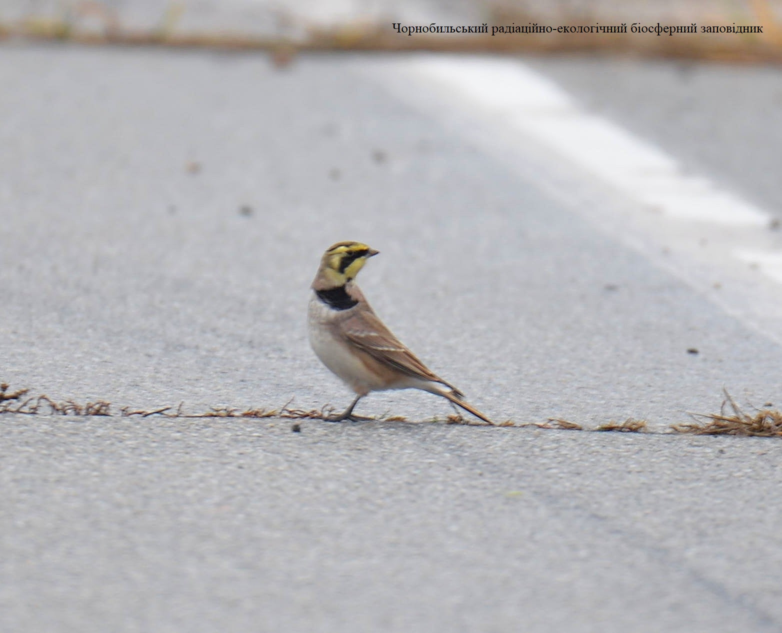 У Чорнобилі помітили незвичайного пернатого "гостя": фауна поповнюється (фото)