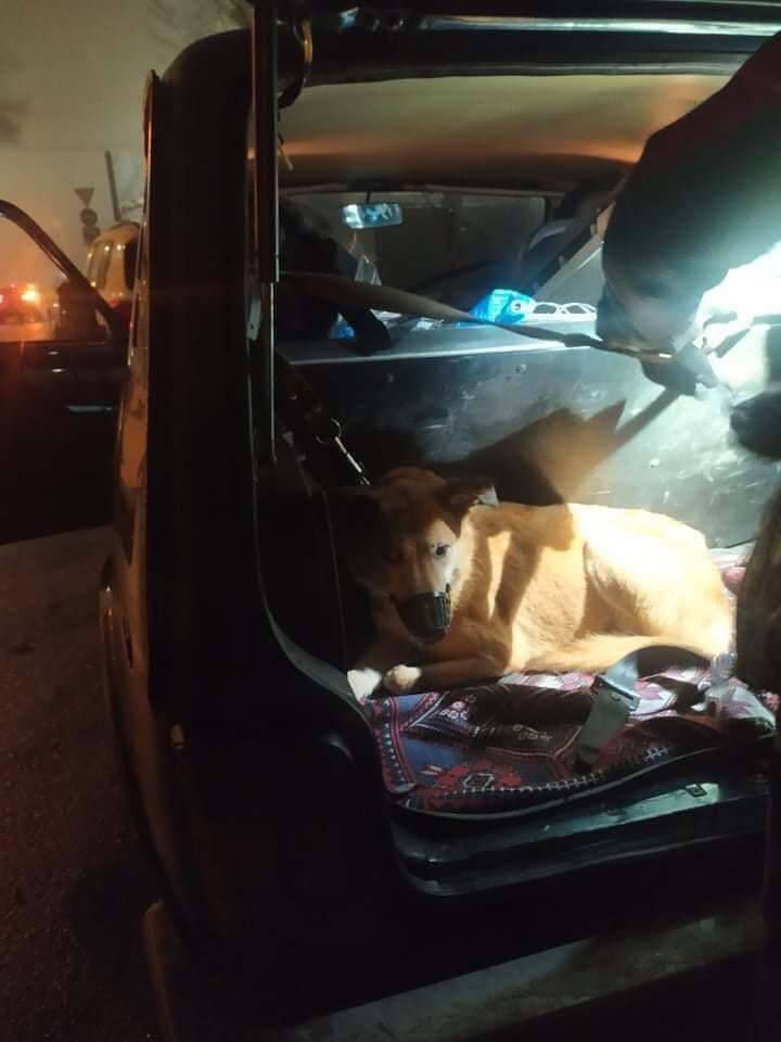 В Киеве женщина бросила свою собаку в парке и уехала на заработки: возле животного была записка