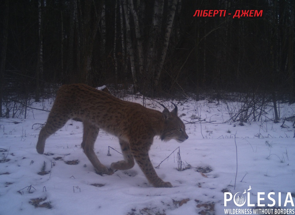 В Чернобыле показали восхитительные фото, как ловят солнце животные, которые не заснули зимой