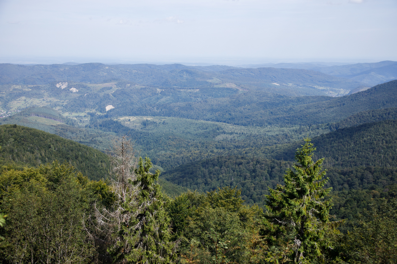 У Карпатах хочуть побудувати курорти на території унікальних лісів: розгорається скандал