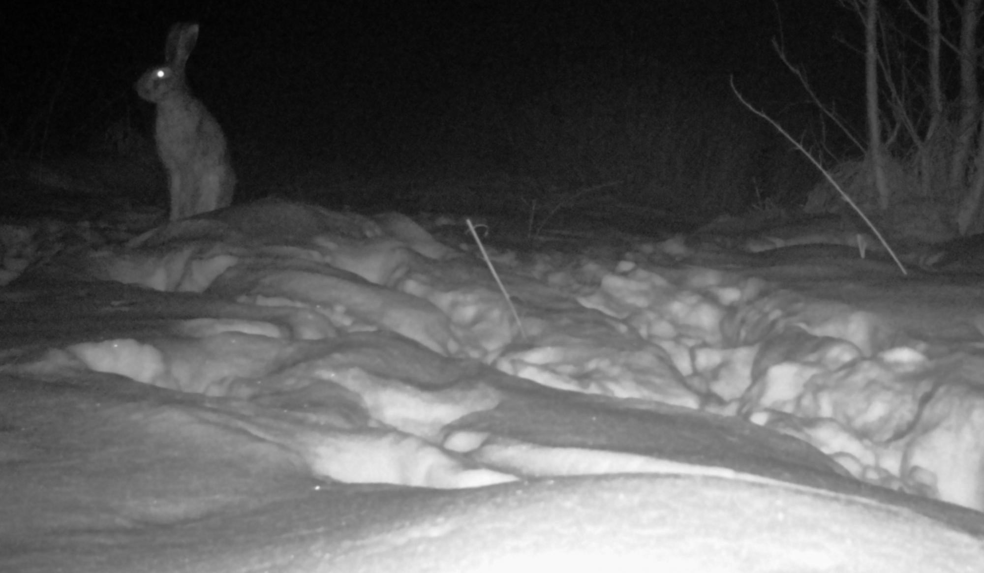 В фотоловушку Чернобыля "доскакал" один из постоянных обитателей: обычно активен ночью