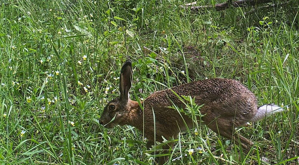 В фотоловушку Чернобыля "доскакал" один из постоянных обитателей: обычно активен ночью