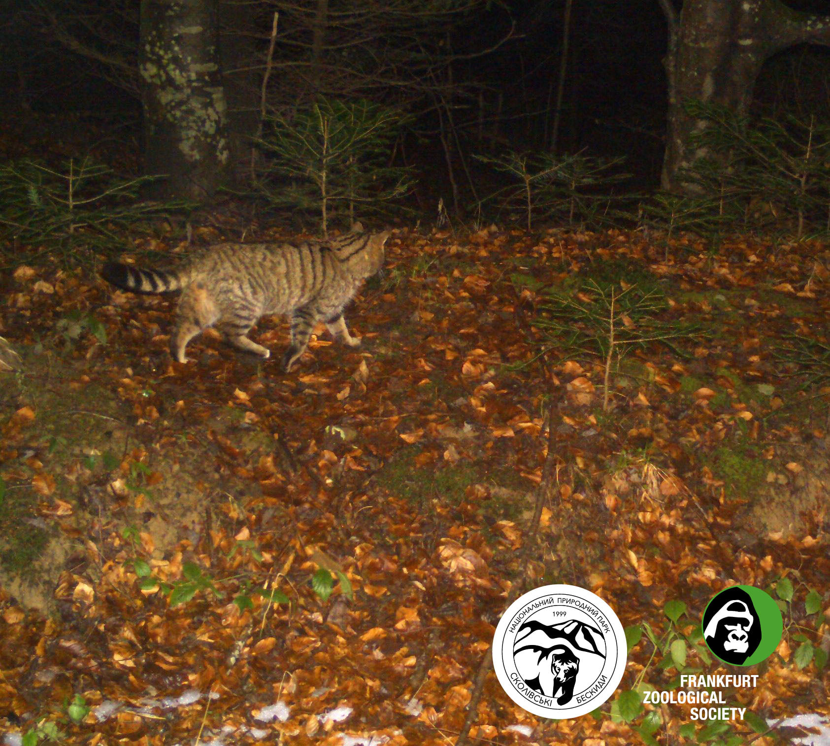 В Карпатах зафиксировали загадочного жителя леса: живет в дуплах и выходит ночью (фото)