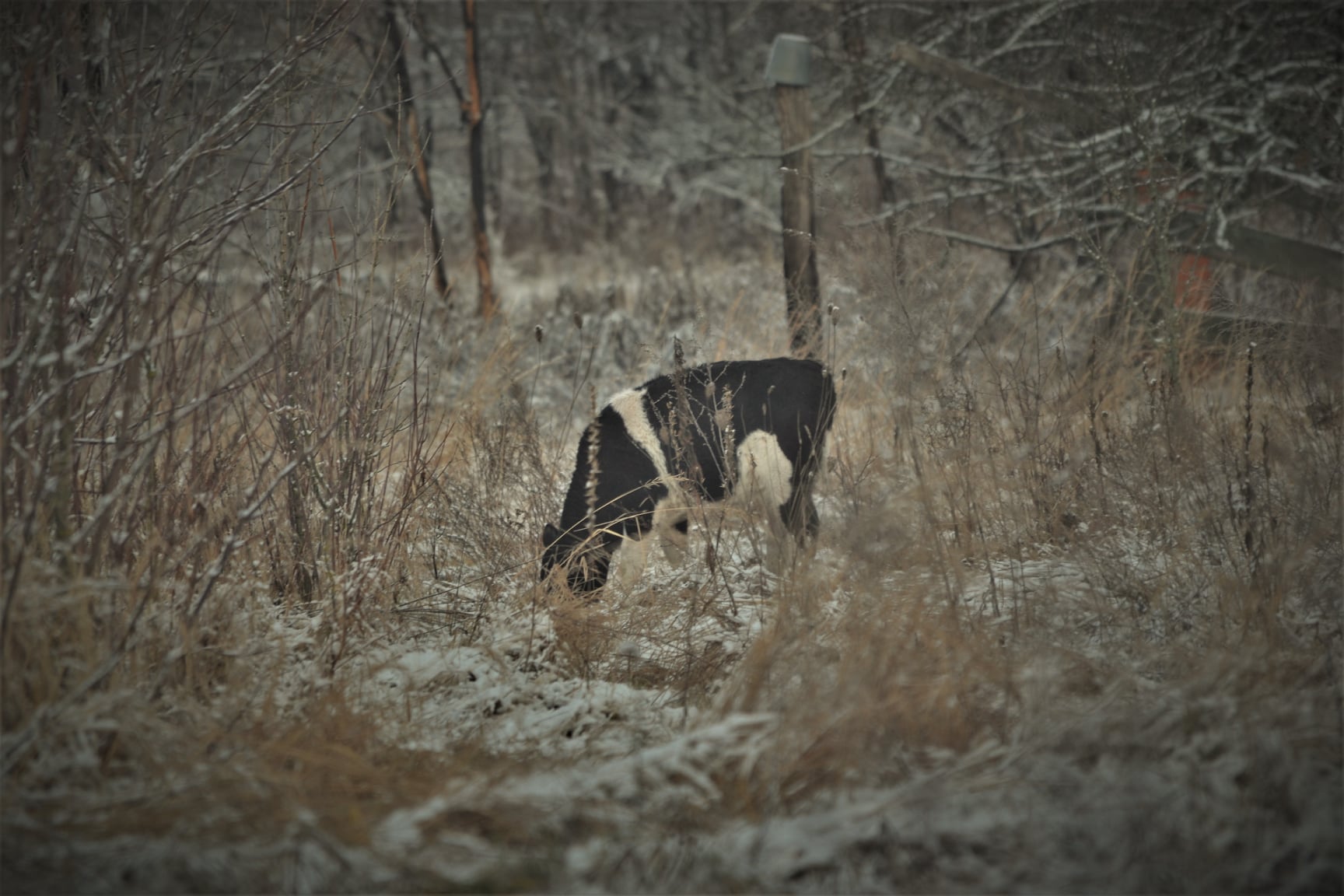 В Чернобыльском заповеднике показали зверя-лидера: красавец вытеснил другого (фото)