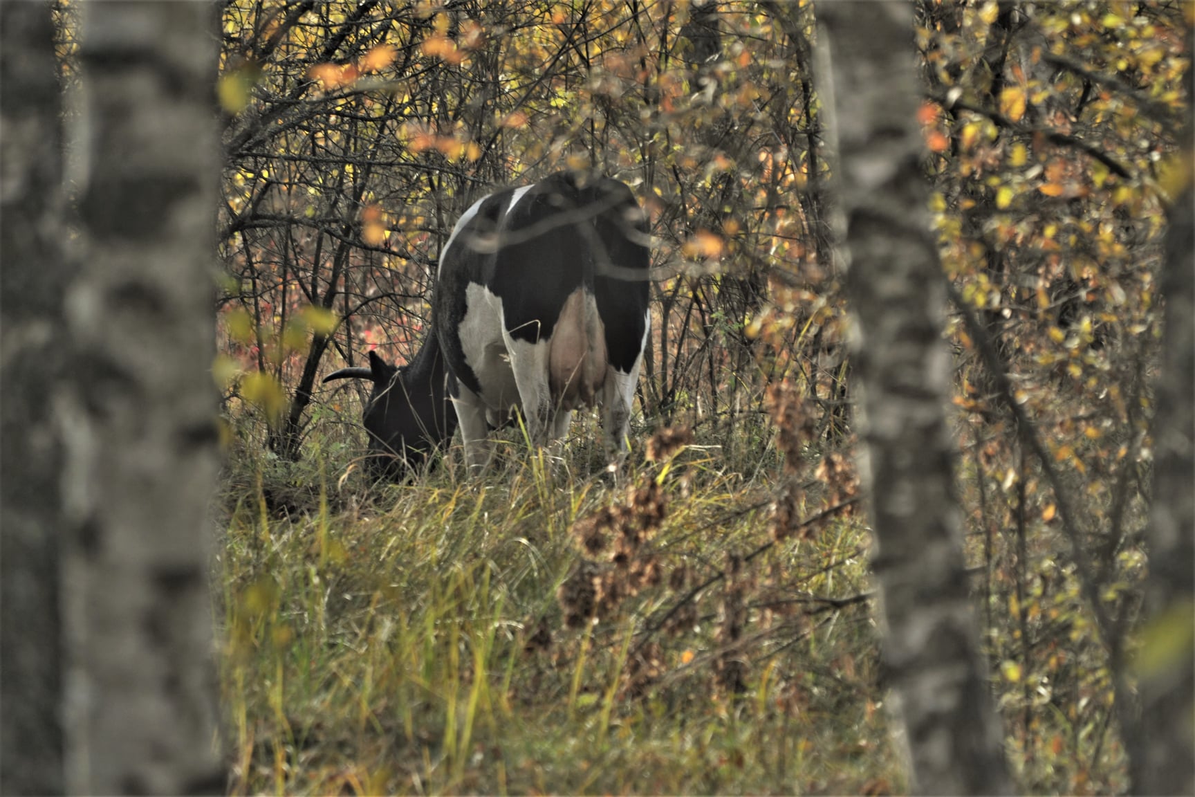 В Чернобыльском заповеднике показали зверя-лидера: красавец вытеснил другого (фото)