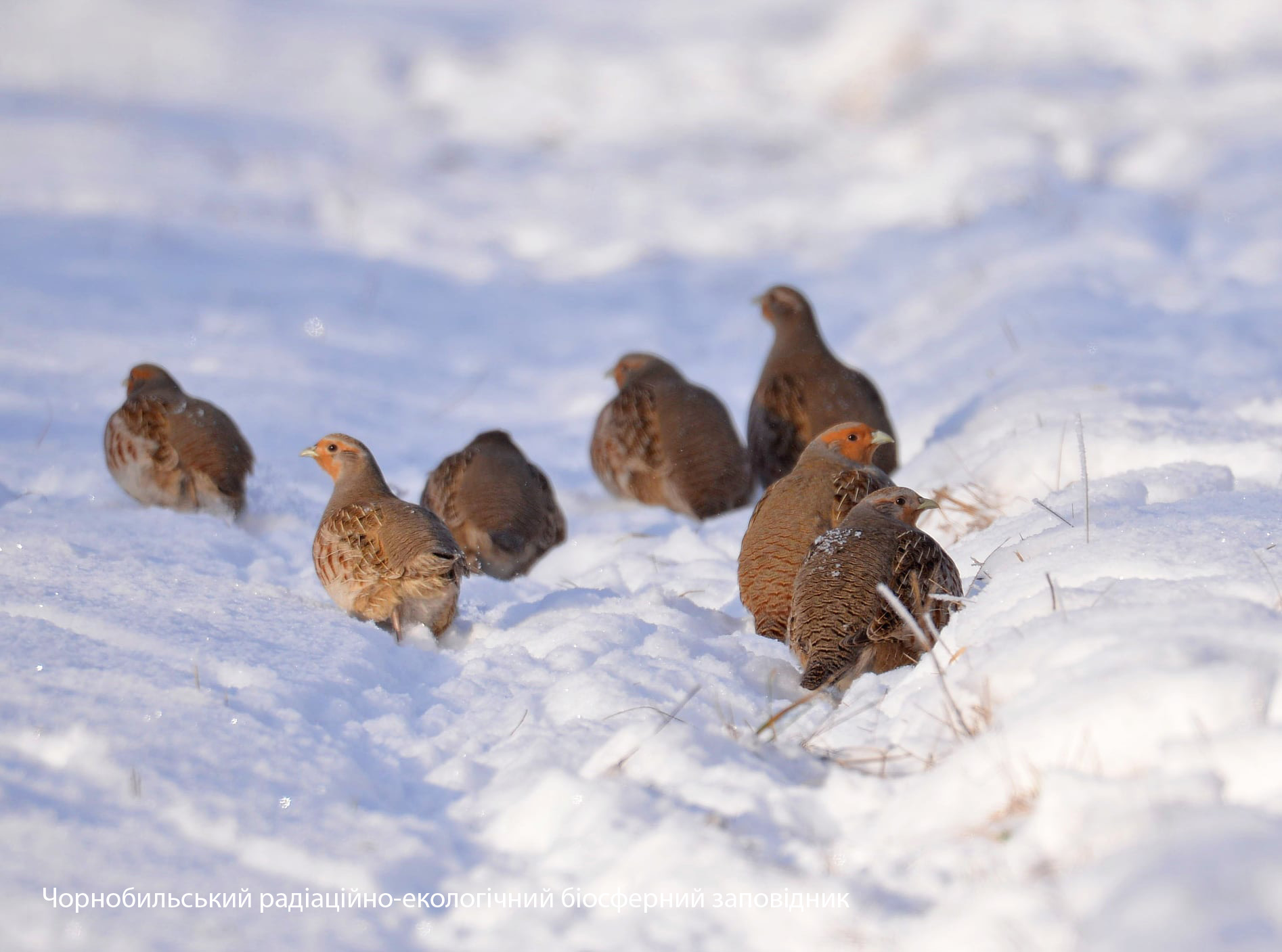 У Чорнобильському заповіднику показали птаха, що ночує в заметах (фото)