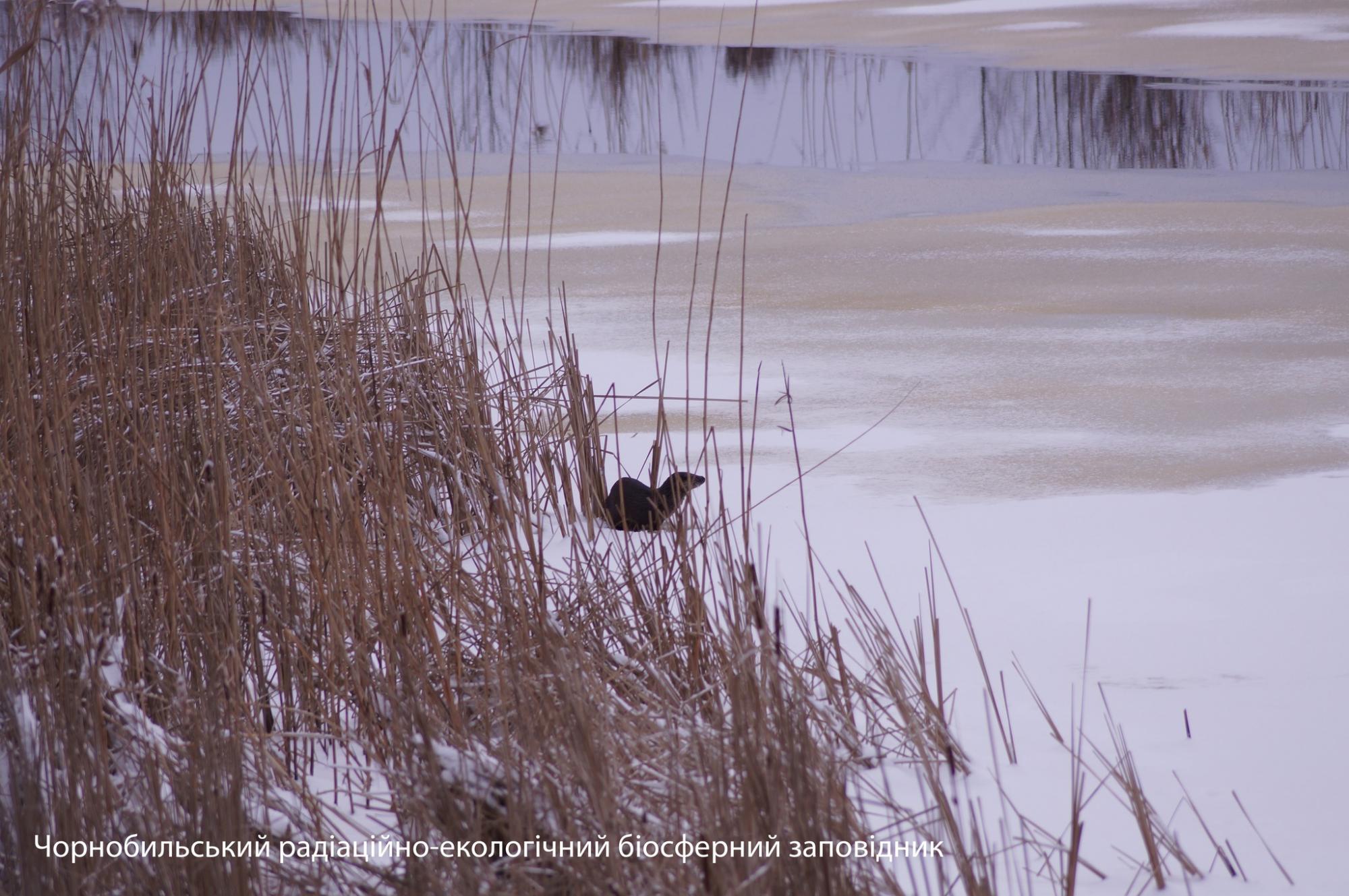 В Чернобыле показали восхитительные фото, как ловят солнце животные, которые не заснули зимой