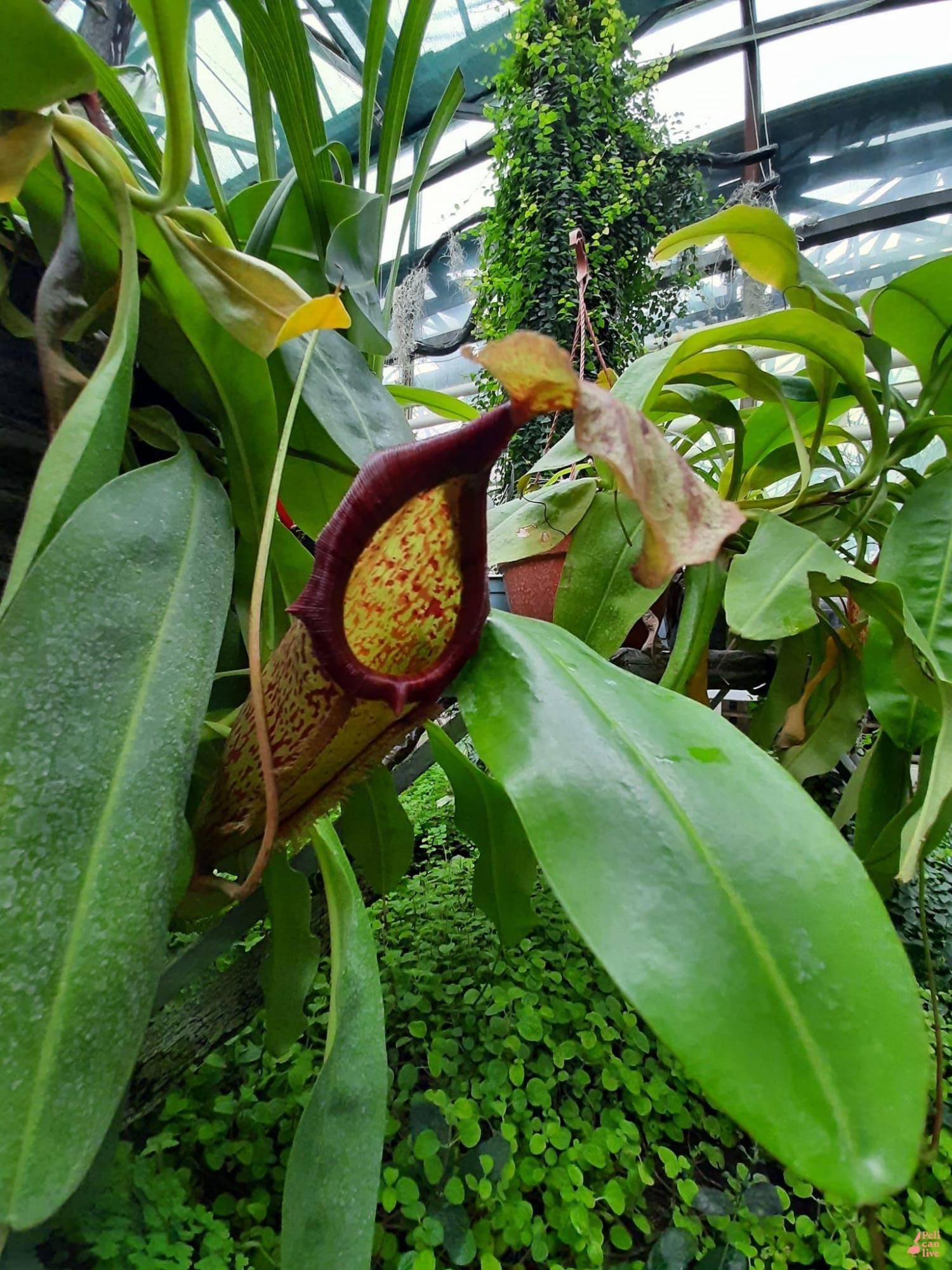 У Ботанічному саду Києва можуть загинути унікальні рослини: що сталося