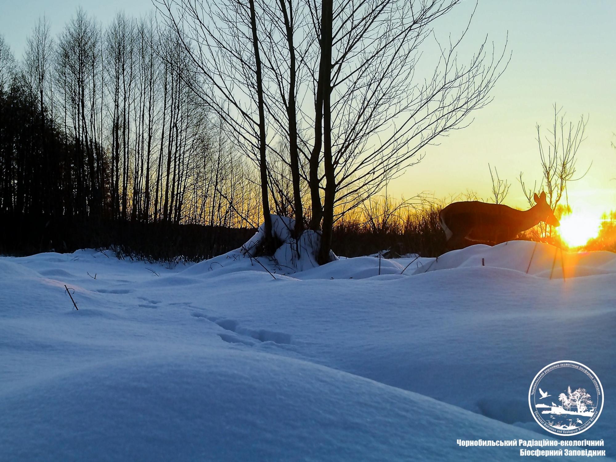 В Чернобыле показали восхитительные фото, как ловят солнце животные, которые не заснули зимой
